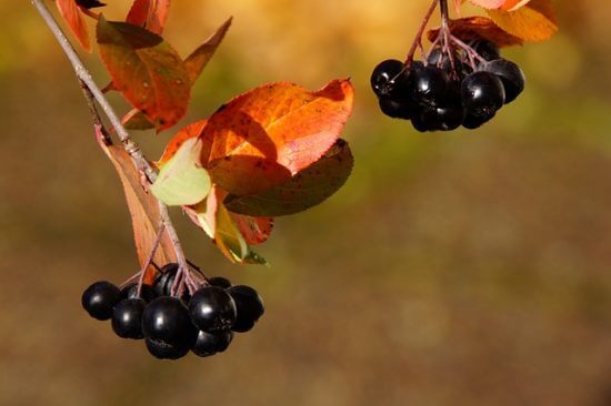 Aronia na krzewie